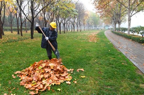 一场冬雨落叶满地 环卫工一人清扫落叶上百袋