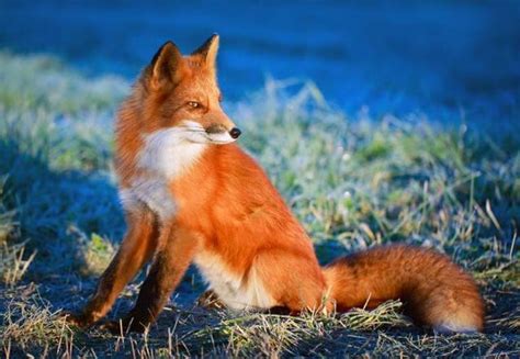 《赤狐书生》上映，狐狸为何从祥瑞的象征，变成诱惑世人的狐妖--寅午文化
