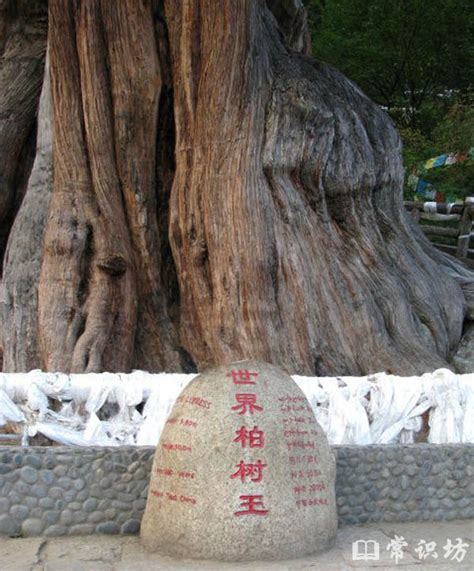 中国十大千年古树排行榜,十大千年古树排名 - 弹指间排行榜