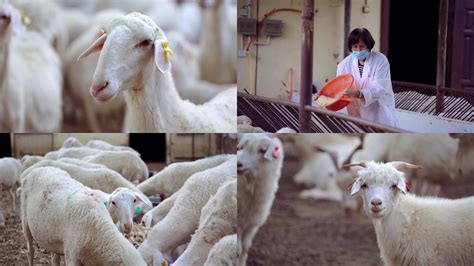 河南养羊场，河南养羊场生产厂家，河南养羊场价格