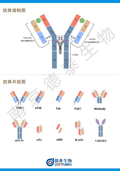 重组抗体片段表达服务_Fab片段/scFv单链抗体表达_南京德泰生物
