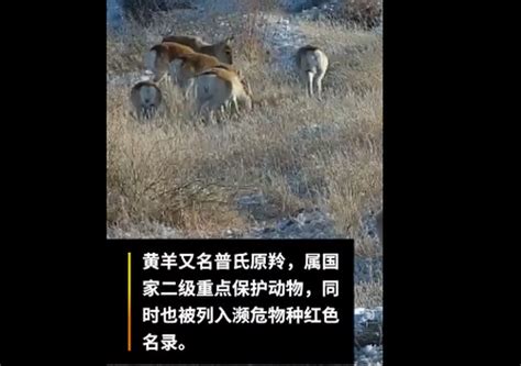 中蒙边境上演跨物种友谊：口渴的蒙古黄羊和热心牧民