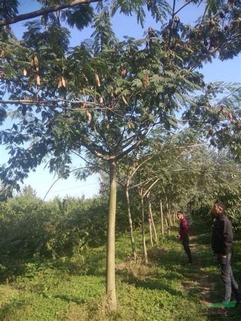 中石化建EPC总承包陕西延长石油凯越煤化60万吨/年煤制甲醇装置煤浆制备系统技改项目