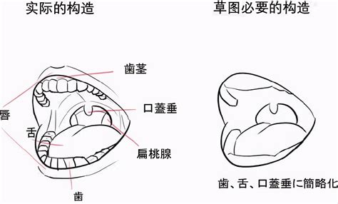 口腔结构图图片