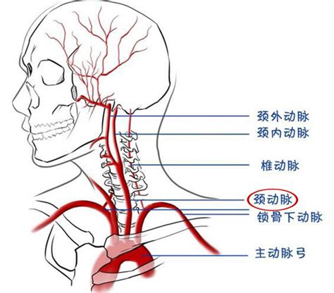 颈动脉位置示意图图片 颈动脉位置示意图图片