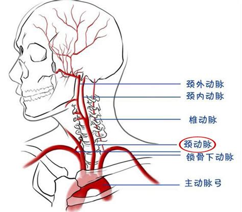 老中医手把手教你把脉，最全的入门脉诊知识，内附详细图解，收藏-贵州省义门陈氏武术文化传播有限公司