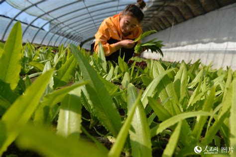 河北迁安：加强管理保蔬菜市场需求【5】--图片频道--人民网
