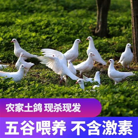 2019年肉鸽养殖前景如何_种鸽-肉鸽-天成鸽业养殖基地