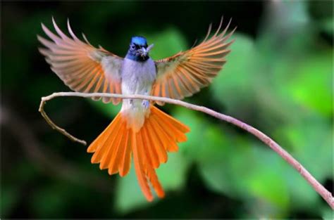 长尾巧织雀 - 长尾巧织雀 - 长尾巧织雀 多鸟元素 - 为鸟类提供一个家