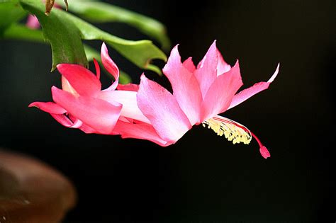 蟹爪兰图片
