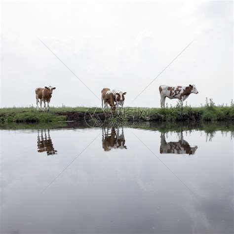 河上的三头牛高清图片下载-正版图片303379582-摄图网