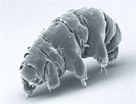 水熊虫是地球最强？生存了8000万年、只有雌性的轮虫表示不服！