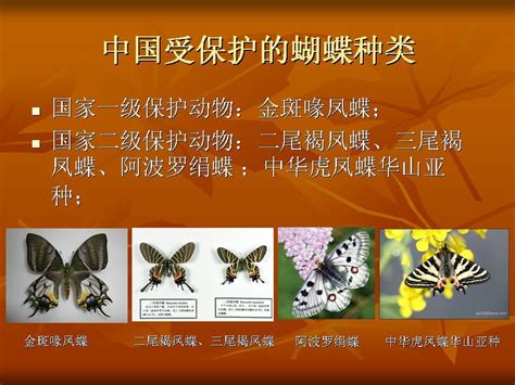 科学网—蝴蝶的奥秘：中国受保护的蝴蝶种类 - 张叔勇的博文