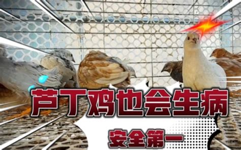 台湾发现禽流感是怎么回事？会感染人吗？ - 达达搜