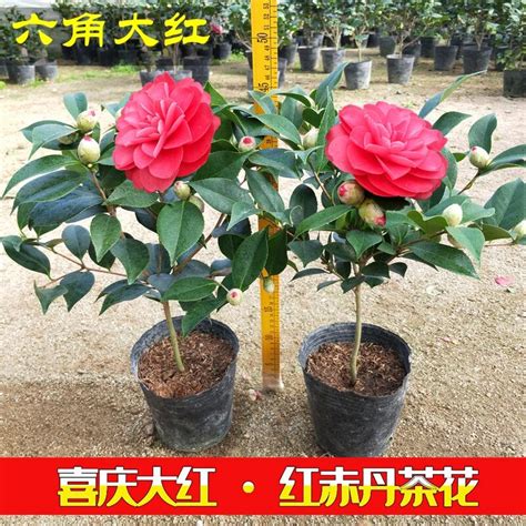 茶花大红六角图片
