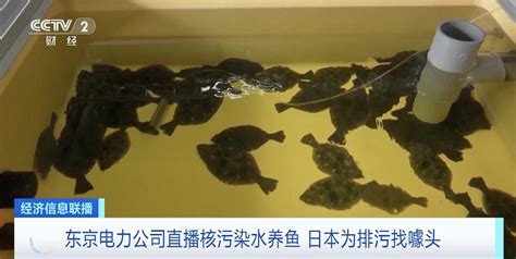 10天内两次出现大量死鱼，日本官员：与核污染水无关，但不要吃|日本|核污染|福岛_新浪新闻