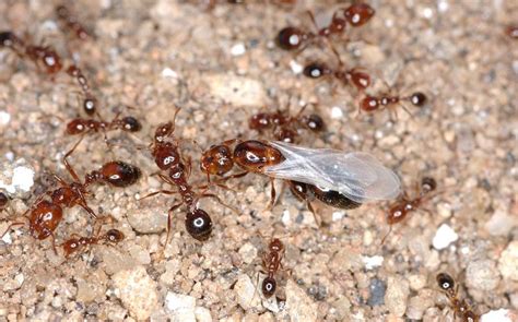 入侵12个省份的红火蚁危害有多大？十问国内红火蚁灾情-足够资源