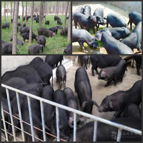 销售二元猪幼崽养殖基地两头乌猪仔贵州黔东 济宁 鸿超-食品商务网
