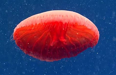 深海新发现——研究人员在水下 700 米处发现神秘“血红色水母”_海洋