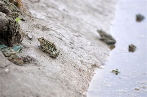 处处皆青蛙，每年吸引50万人次来看，这个青蛙共和国有何魅力？_台湾省