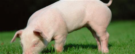 全世界的猪的种类，第5种可以当宠物养，第3种来者不善__凤凰网