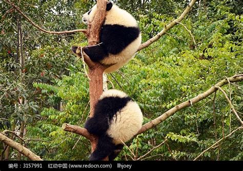 大熊猫在树上高清图片下载-正版图片507493174-摄图网