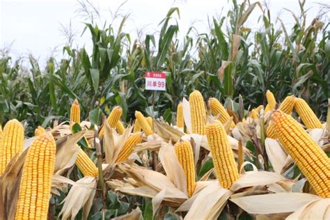 “河北省十四五玉米创新团队”——冀农种业新成果展示暨2022年新品种观摩会圆满成功