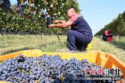 河北昌黎：酿酒葡萄进入收获季_时图_图片频道_云南网