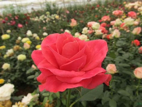 这10个切花月季品种仍是“七夕”热销品-中国花卉网
