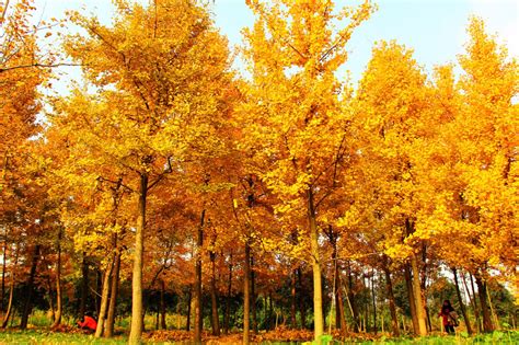 银杏树 10到25公分 高度5到12米 冠幅大分枝齐 绿化工程 参天园林
