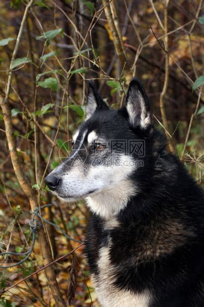 西伯利亚狩猎犬Laika俄高清图片下载-正版图片503998489-摄图网