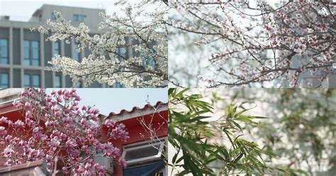 “春暖花开，与花为伴” 汉沽街道红霞里社区开展春日主题插花活动