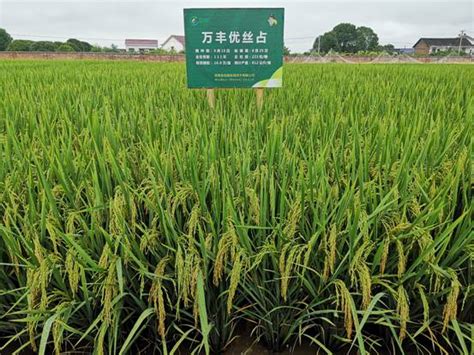 顺势而为，绿色发展 广东抢占优质稻产业高质量发展高地-广东省农业农村厅网站