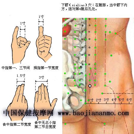 下髎穴位位置图_功用_主治病症_标准定位_取法_刺灸法