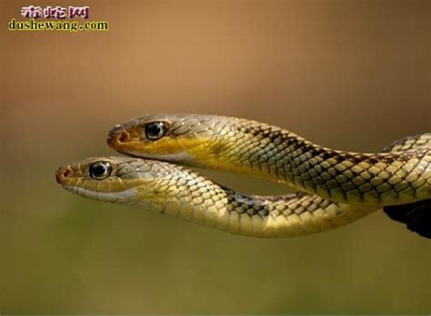 蛇的寿命有多长 蛇的寿命一般多少年_毒蛇新闻_毒蛇网