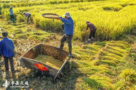 小麦收获近400万亩_图片新闻_河南省人民政府门户网站