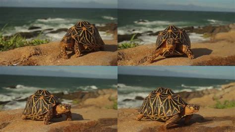 孤立海龟爬行动物生物环境宠物隐藏乌龟甲壳动物园星标水龟高清图片下载-正版图片320785312-摄图网