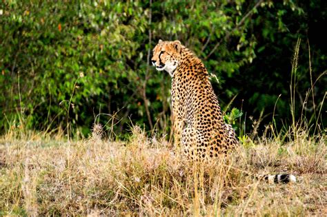 东非大草原上的猎豹：陆地上跑得最快的动物