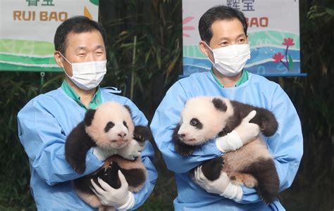 名字公布了！韩国诞生的大熊猫双胞胎 取名“睿宝”和“辉宝”_凤凰网
