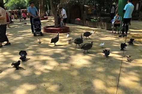 东湖飞鸟世界和武汉动物园哪个好玩_旅泊网
