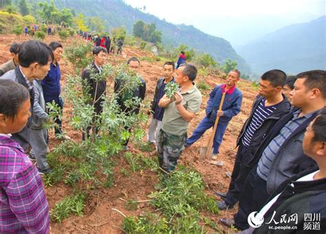 浙江万株仙居杨梅 “远嫁”四川旺苍助脱贫_扶贫