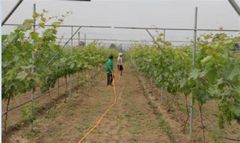 盆栽葡萄种植方法 - 江苏勤川现代农业科技有限公司
