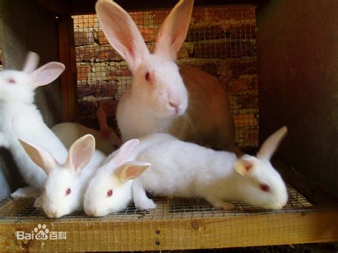 中国白兔和家兔的区别是什么？这篇文章告诉你-宠物网