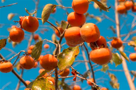 秋天成熟的水果有哪些 - 鲜淘网
