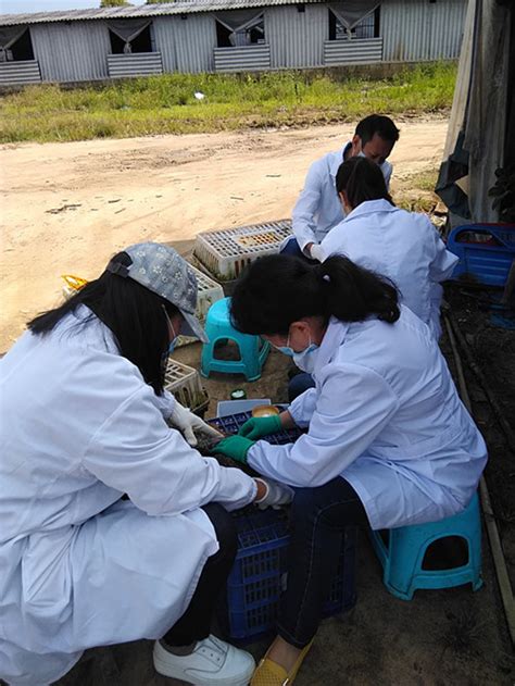 勐海县兽医站完成2018年秋季动物疫病监测采样任务