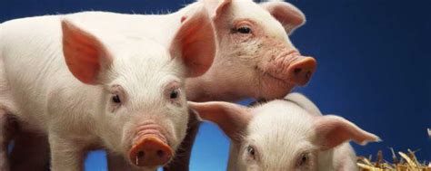 育肥猪液态料 营养均衡且省成本 - 知乎
