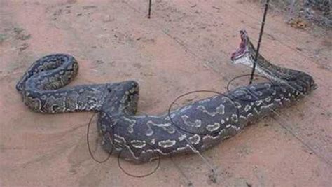 鳄鱼与蟒蛇大战，一口一个嘎嘣脆_腾讯视频