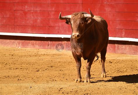 西班牙斗牛士被牛刺死 现场观众和电视观众都目睹了这一血腥画面|西班牙|斗牛士-社会资讯-川北在线