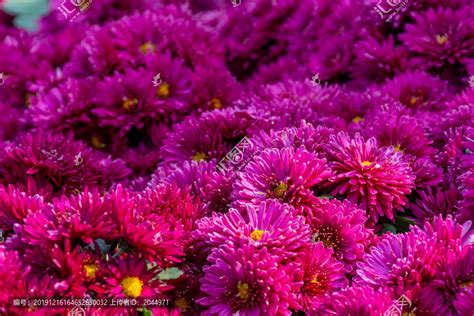 紫红色菊花,花卉,植物花草,摄影素材,汇图网www.huitu.com