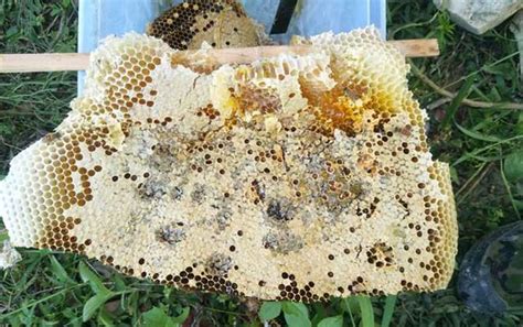 浙江卫视报道:张蜂霸遂昌土蜂蜜-他的蜜蜂都养在大山里的悬崖峭壁上 - 知乎